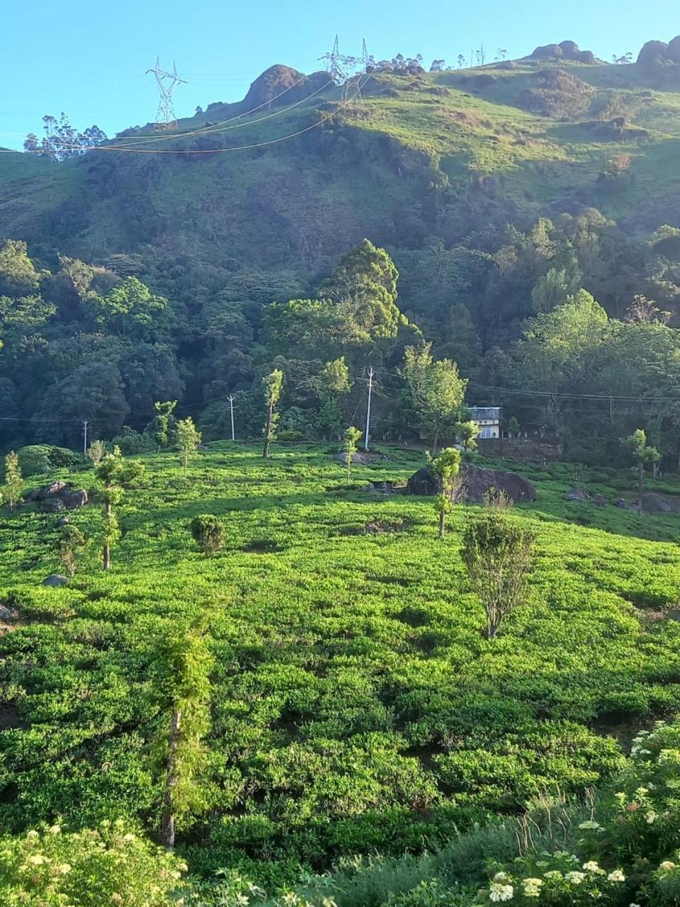 Tea Dale - All Rooms With Tea Estate View Munnar Bilik gambar